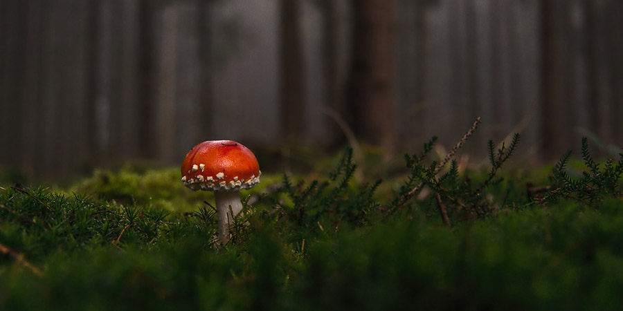 mushroom in a european forest