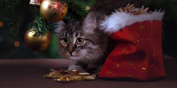 Cat under a christmas tree