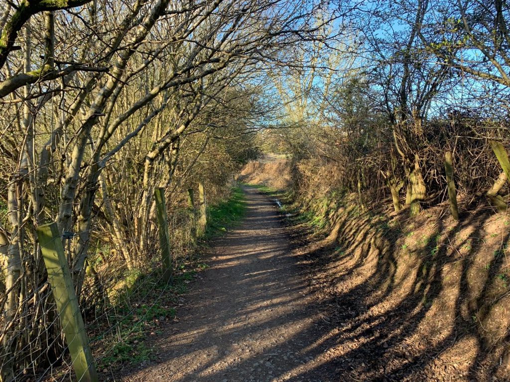 A footpath with trees either side. 