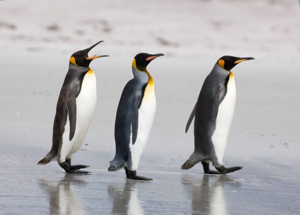 King penguins walking on beach